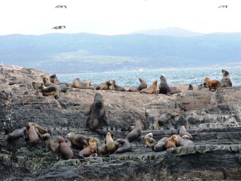 Ushuaia: Beagle Channel & Sea Wolves Island Catamaran Cruise - Accessibility and Meeting Point