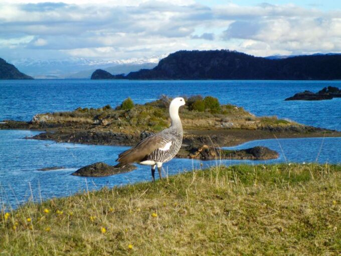 Ushuaia: Beagle Channel, Seal Island & Bridges Islands Tour - Customer Reviews