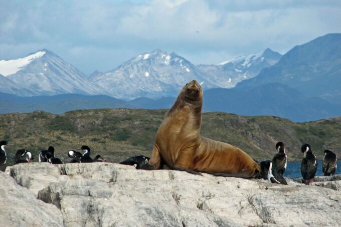 Ushuaia: Beagle Channel, Seal Island & Bridges Islands Tour - Languages and Audio Guide