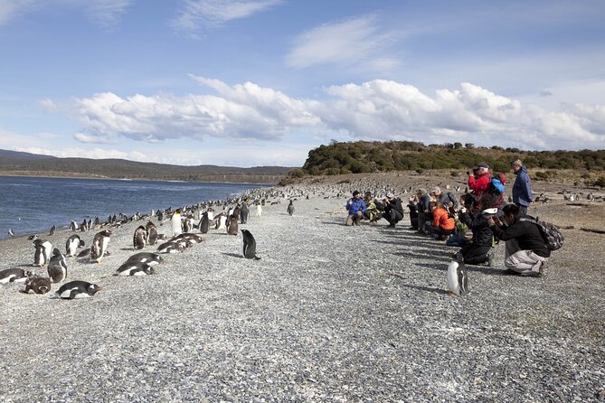 Ushuaia: Beagle Walk Among Penguins Navigation Isla De Lobos - Overview of the Tour