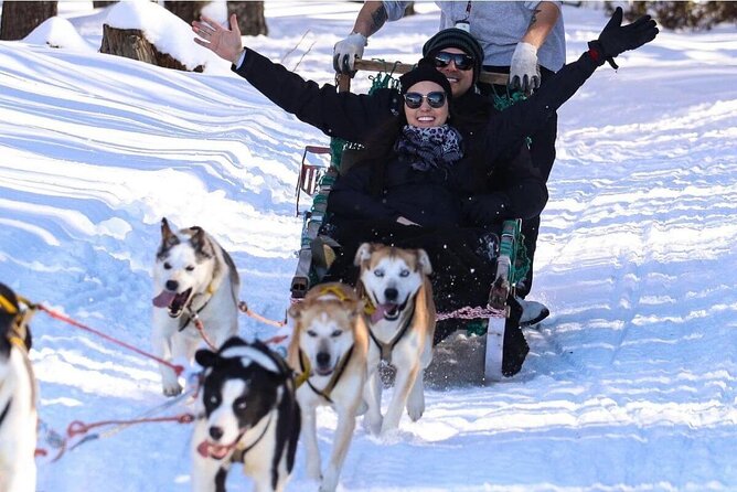 Ushuaia: Full Day Snow: Sledding With Huskies Snowmobile 4x4 - Huskies, Snowmobiles, and 4x4s