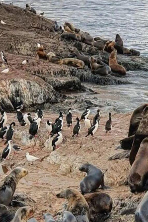 Ushuaia: Half Day Tour to Sea Lion Island and Penguin Colony - Wildlife Experience