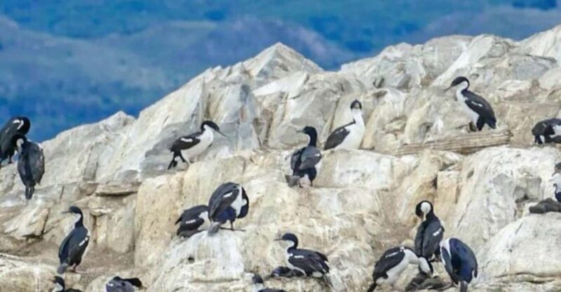 Ushuaia: Half Day Tour to Sea Lion Island and Penguin Colony - Tour Highlights