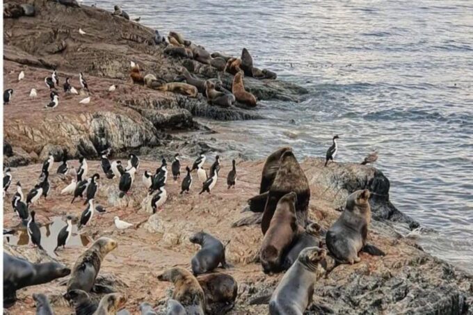 Ushuaia: Half Day Tour to Sea Lion Island and Penguin Colony - Frequently Asked Questions