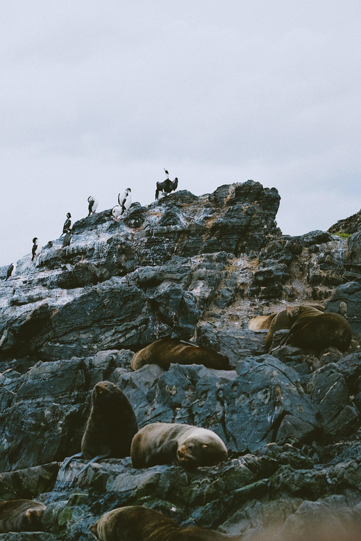 USHUAIA | Navigation: Sea Lions, Birds and Lighthouse - Key Points