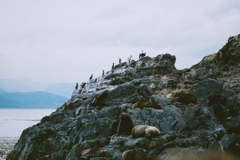 USHUAIA | Navigation: Sea Lions, Birds and Lighthouse - Itinerary Details