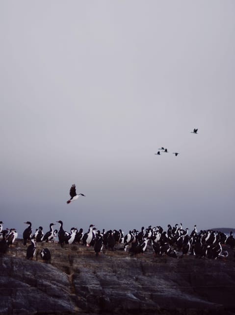USHUAIA | Navigation: Sea Lions, Birds and Lighthouse - Important Information