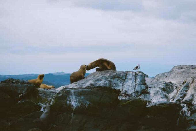 USHUAIA | Navigation: Sea Lions, Birds and Lighthouse - Departure and Arrival Points