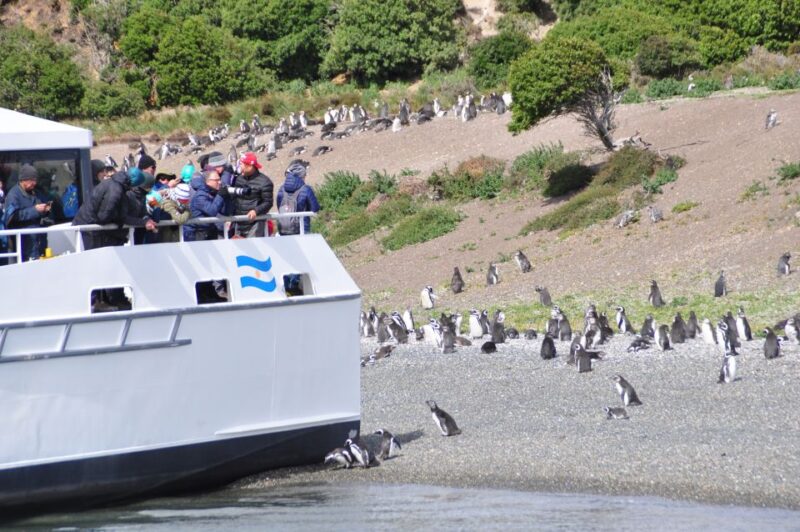 Ushuaia: Penguin Watching Tour by Catamaran - Tour Itinerary and Highlights