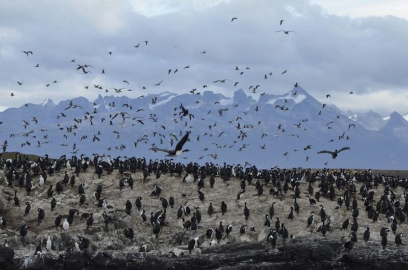 Ushuaia: Penguin Watching Tour by Catamaran - Included Services