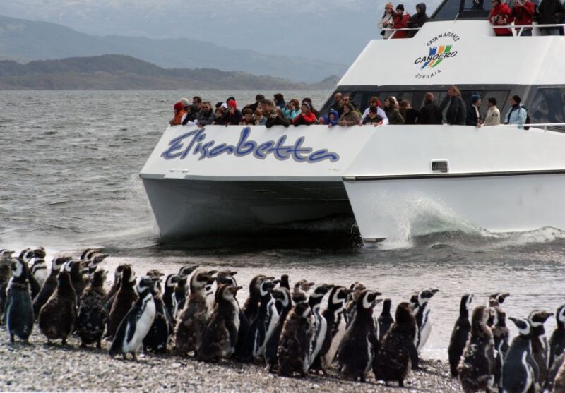 Ushuaia: Penguin Watching Tour by Catamaran - Customer Reviews and Ratings