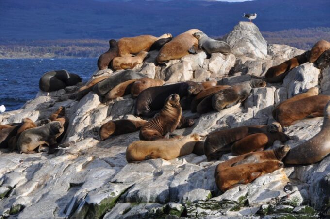 Ushuaia: Penguin Watching Tour by Catamaran - Navigating the Beagle Channel