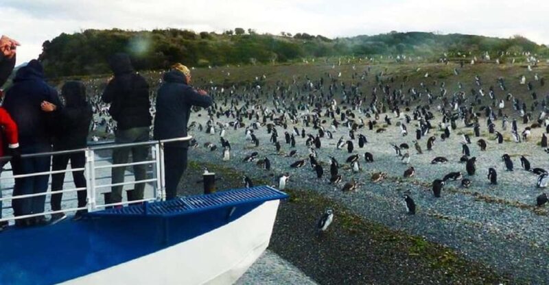 Ushuaia: Sailing Beagle Channel to the Penguin Colony - Language Options and Cancellation Policy