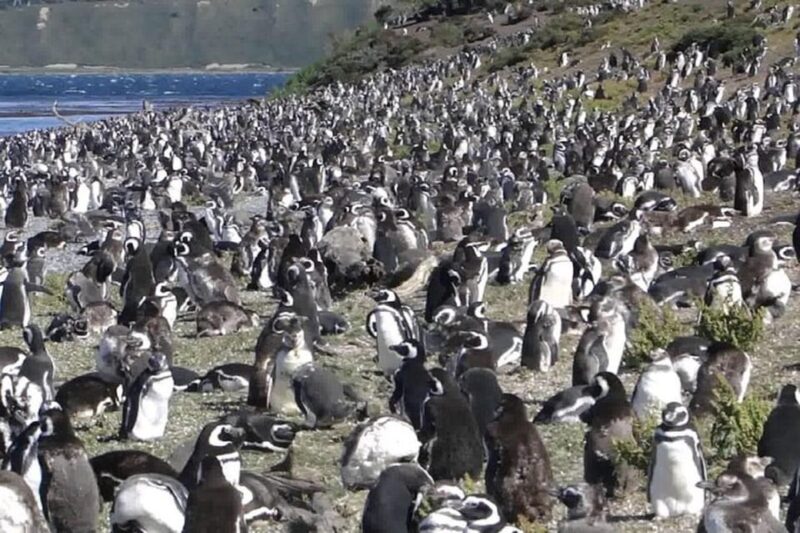 Ushuaia: Sailing Beagle Channel to the Penguin Colony - Itinerary Highlights