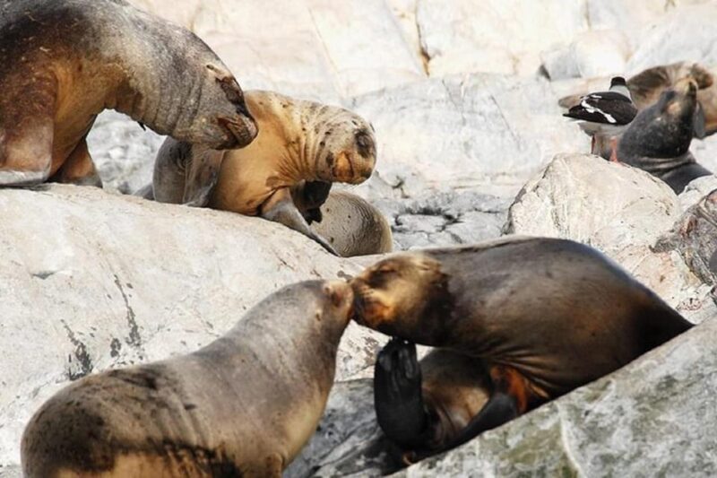 Ushuaia: Sailing Beagle Channel to the Penguin Colony - Wildlife Observation