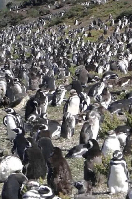Ushuaia: Sailing Beagle Channel to the Penguin Colony - Passport and Communication Requirements