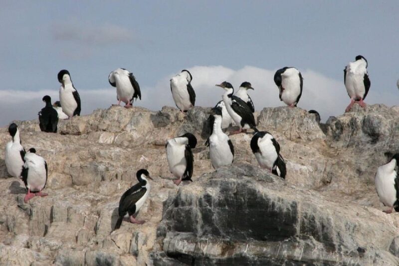 Ushuaia: Yacht Navigation in Beagle Channel and Lighthouse - Key Points