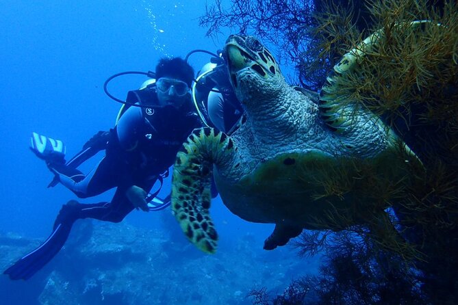 USS Liberty Shipwreck Scuba Diving at Tulamben Bali - Suitable for All Divers