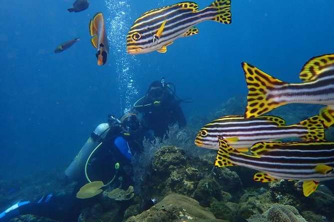 USS Liberty Shipwreck Scuba Diving at Tulamben Bali - Pickup and Drop-off Details