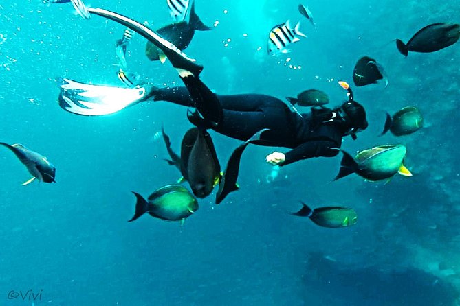 USS Liberty Wreck Small-Group Snorkeling Tour With Lunch  - Kuta - Shuttle Service and Itinerary
