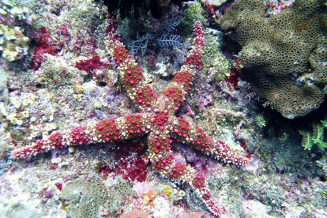 USS Liberty Wreck Small-Group Snorkeling Tour With Lunch  - Kuta - Customer Reviews and Ratings