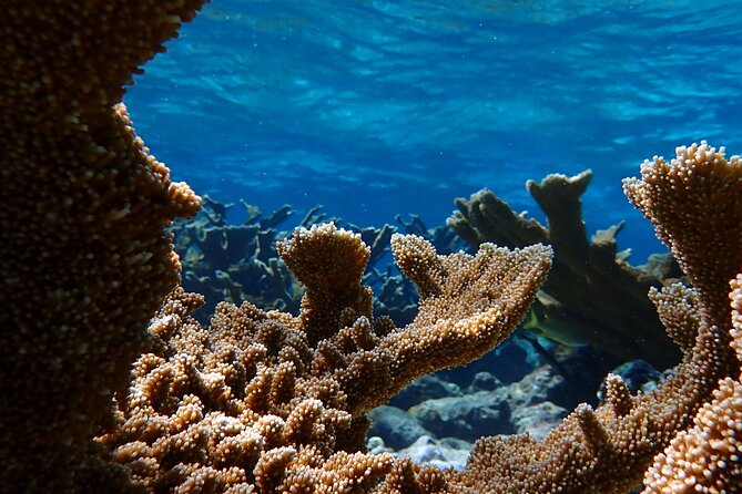 UTV Island Activity & Snorkle With Seascooter in Aruba - Health and Safety Considerations