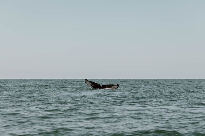 Uvita: Whalewatching Experience in Costa Rica - Eco-Friendly Whalewatching Tours