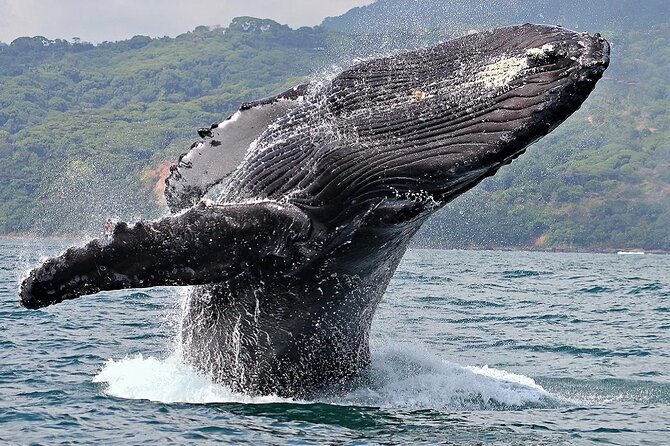 Uvita: Whalewatching Experience in Costa Rica - Diverse Marine Life Encounters
