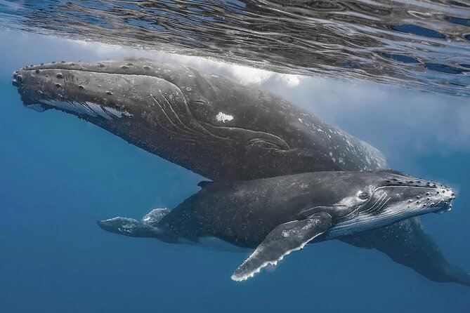 Uvita: Whalewatching Experience in Costa Rica - Convenient Meeting Point and Amenities