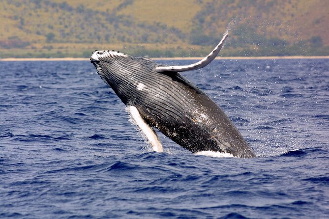 Uvita: Whalewatching Experience in Costa Rica - Authentic Adventures With Local Guides