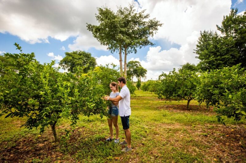 Uxmal: Private Plantations Tour in a Vintage Land Rover - Exploring Mayan Plantations