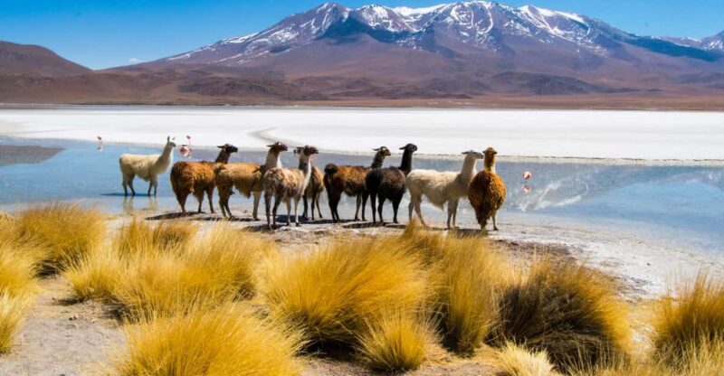 Uyuni: 3 Day-Tour, Salt Flats & Surrealistic Deserts - Group Size and Guide