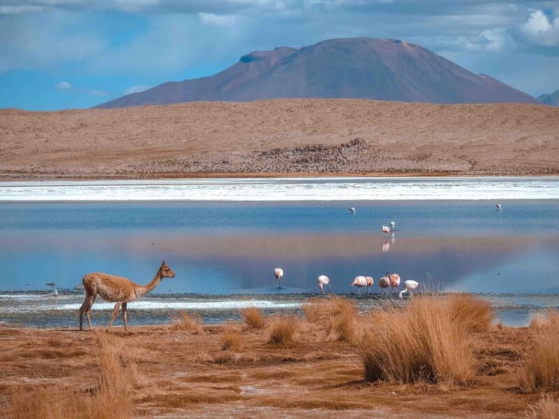 Uyuni: 3-Day Tour Uyuni Salt Flats + English Speaking Guide - Day 1 Highlights