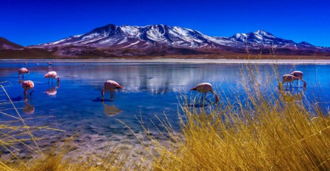 Uyuni Salt Flat - Colored Lagoons Tour - 3 Days/2 Nights - Booking and Availability