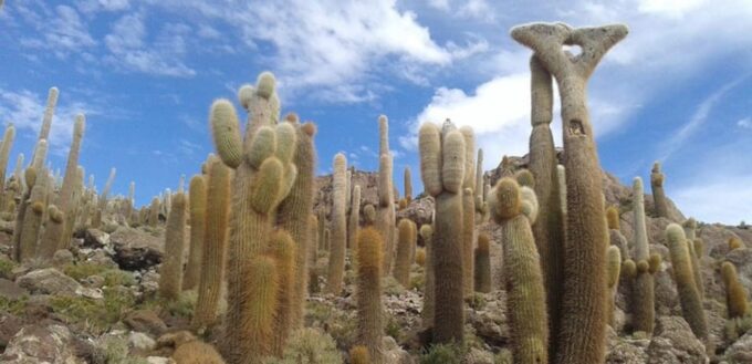 Uyuni Salt Flat: From San Pedro De Atacama Private | 4 Days - Private Transportation and Accommodation