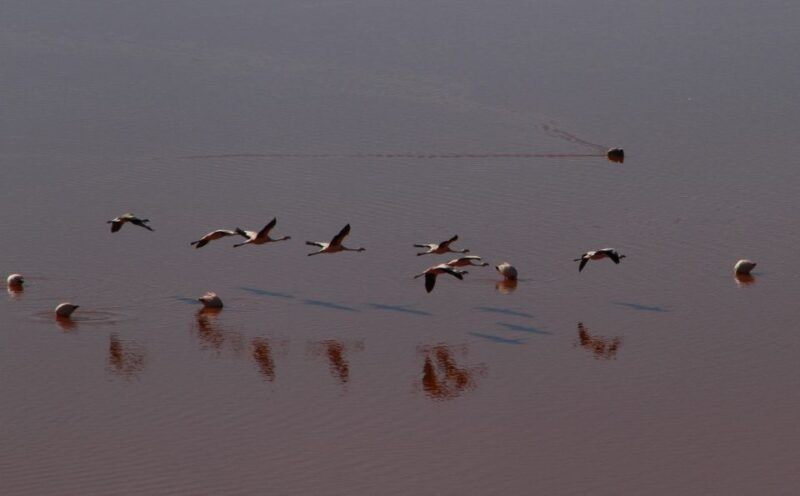 Uyuni Salt Flat Private Tour From Chile in Hostels - Itinerary and Highlights