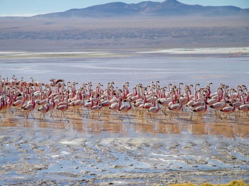 Uyuni Salt Flats - 3 Days / 2 Nights -English Speaking Guide - Experience Highlights