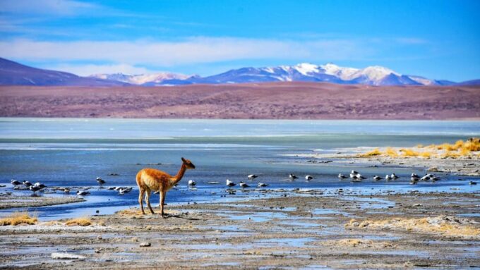 Uyuni Salt Flats - 3 Days / 2 Nights -English Speaking Guide - Sol De Mañana Geysers