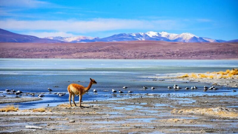 Uyuni Salt Flats - 3 Days / 2 Nights -English Speaking Guide - Day 2: Andean Lagoons & National Parks