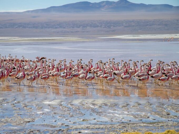 Uyuni Salt Flats - 3 Days / 2 Nights -English Speaking Guide - Booking Information