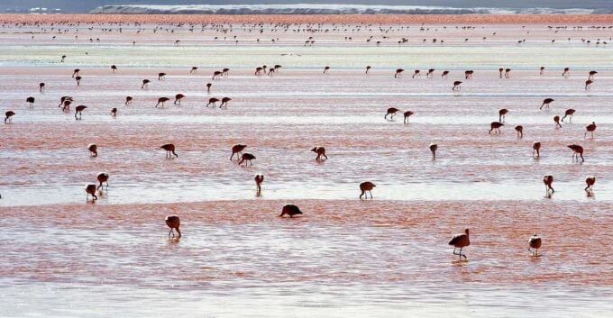 Uyuni Salt Flats (3 Days) English-Speaking Guide - Frequently Asked Questions