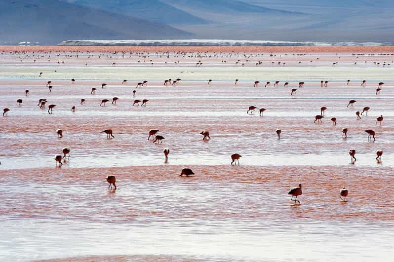 Uyuni Salt Flats (3 Days) English-Speaking Guide - Key Points