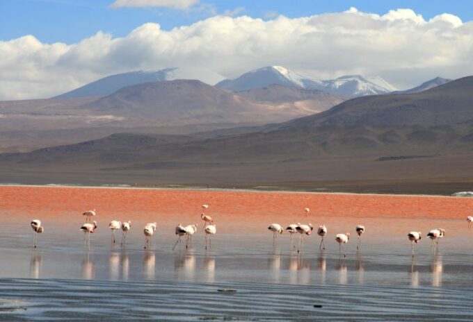 Uyuni Salt Flats and Red Lagoon 3-Days | English in Guide | - Additional Information