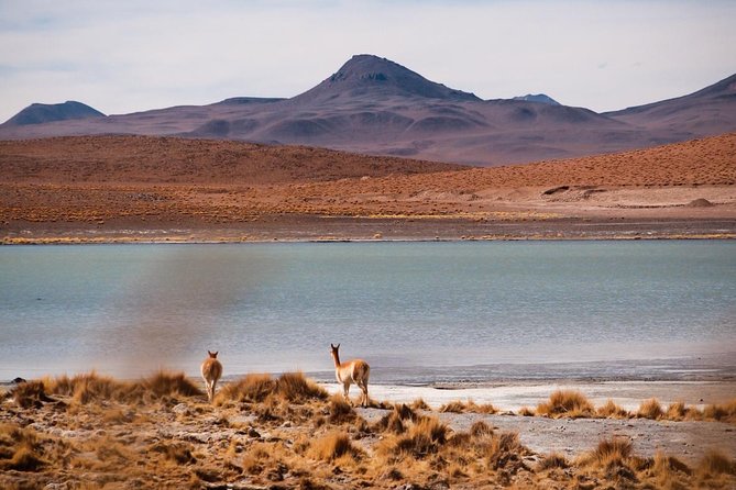 Uyuni Salt Flats Private 3 Day Tour (Palacio Sal 5* & Tayka 3* Hotels) - Traveler Information