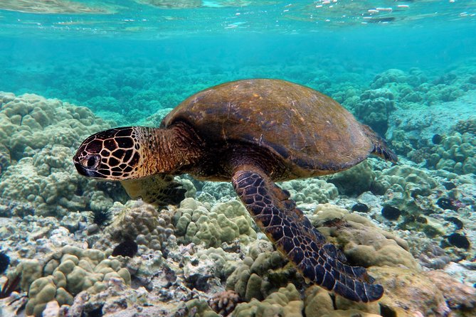 V.I.P Snorkeling & Fishing Tour ( Speed Boat ) Minimum 02 People - Traveler Feedback