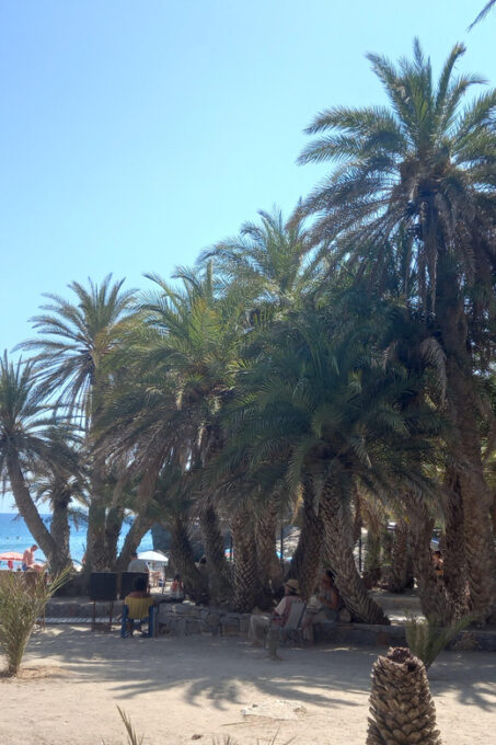 Vai Palm Beach Full Day Private Tour - Additional Information