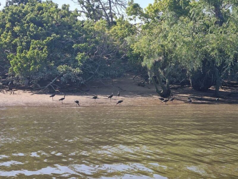 Valada Do Ribatejo: Tejo River Birdwatching Experience - Key Points
