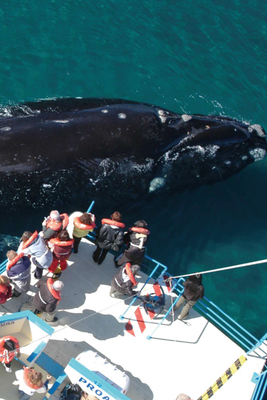 Valdes Peninsula: Full Day With Whale Watching - Key Points