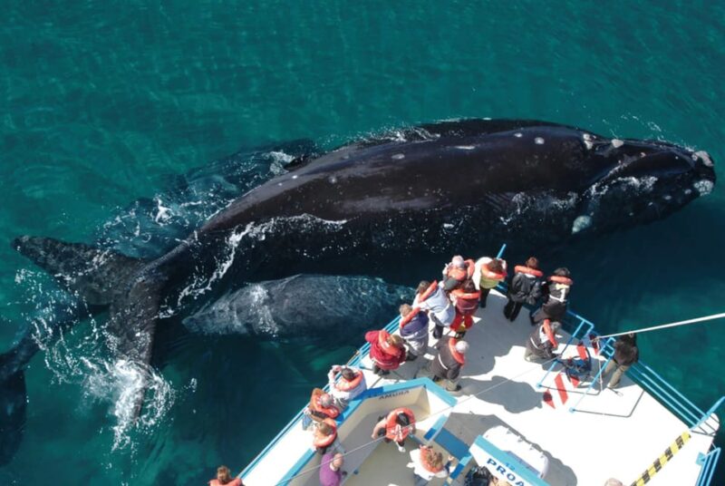 Valdes Peninsula: Full Day With Whale Watching - Tour Logistics and Group Size