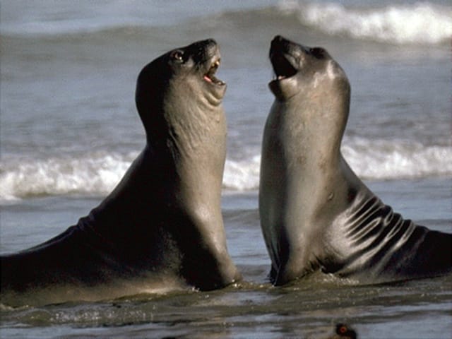 Valdes Peninsula: Full Day With Whale Watching - Inclusions and Exclusions